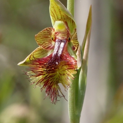 Calochilus campestris (Copper Beard Orchid) at Glenquarry - 3 Nov 2021 by Snowflake