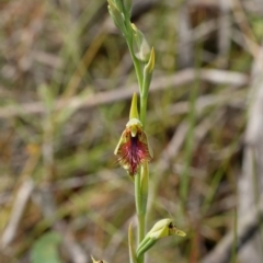 Calochilus campestris at Glenquarry, NSW - suppressed