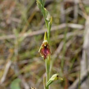 Calochilus campestris at Glenquarry, NSW - suppressed