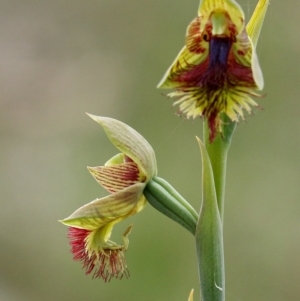 Calochilus campestris at Glenquarry, NSW - suppressed