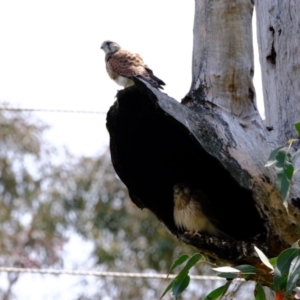 Falco cenchroides at Holt, ACT - 3 Nov 2021