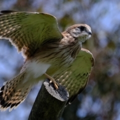 Falco cenchroides at Holt, ACT - 3 Nov 2021