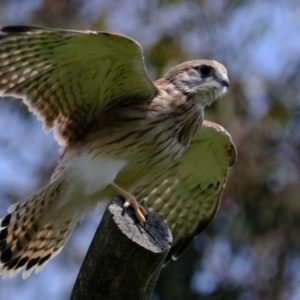 Falco cenchroides at Holt, ACT - suppressed