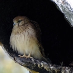 Falco cenchroides at Holt, ACT - 3 Nov 2021