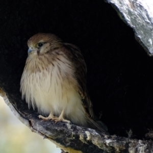 Falco cenchroides at Holt, ACT - 3 Nov 2021