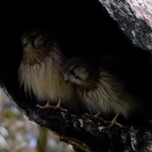 Falco cenchroides at Holt, ACT - suppressed