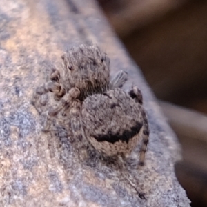 Maratus vespertilio at Coree, ACT - 3 Nov 2021