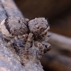 Maratus vespertilio at Coree, ACT - suppressed