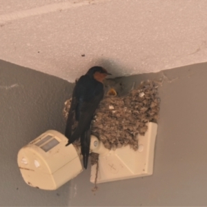 Hirundo neoxena at Gungahlin, ACT - 3 Nov 2021