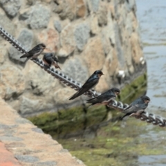 Hirundo neoxena (Welcome Swallow) at Yerrabi Pond - 3 Nov 2021 by TrishGungahlin