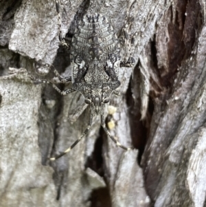 Alcaeus varicornis at Fyshwick, ACT - 3 Nov 2021