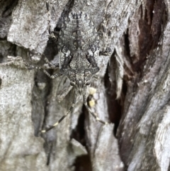 Alcaeus varicornis (Acacia shield bug) at Fyshwick, ACT - 3 Nov 2021 by Steve_Bok
