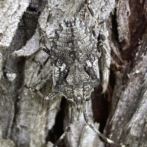 Alcaeus varicornis at Fyshwick, ACT - 3 Nov 2021