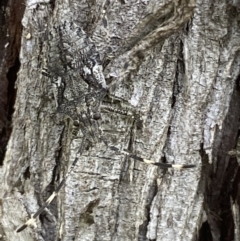 Alcaeus varicornis at Fyshwick, ACT - 3 Nov 2021