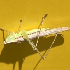 Conocephalus upoluensis (Meadow Katydid) at Garran, ACT - 3 Nov 2021 by SteveBorkowskis