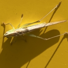 Conocephalus upoluensis at Garran, ACT - 3 Nov 2021