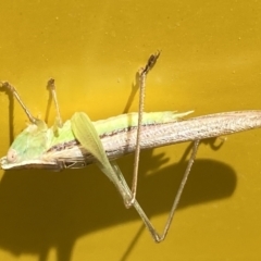 Conocephalus upoluensis at Garran, ACT - 3 Nov 2021