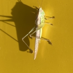 Conocephalus upoluensis at Garran, ACT - 3 Nov 2021