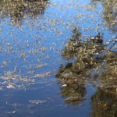 Potamogeton sp. (Pondweed) at Cooleman Ridge - 29 Oct 2021 by linda