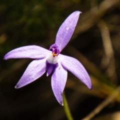 Glossodia major (Wax Lip Orchid) at Bullen Range - 22 Oct 2021 by SWishart