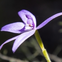 Glossodia major at Paddys River, ACT - 22 Oct 2021