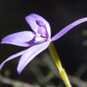 Glossodia major at Paddys River, ACT - 22 Oct 2021