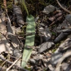 Glossodia major at Paddys River, ACT - suppressed