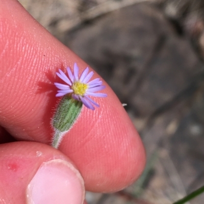 Vittadinia sulcata (Furrowed New Holland Daisy) at Bungonia, NSW - 31 Oct 2021 by Ned_Johnston