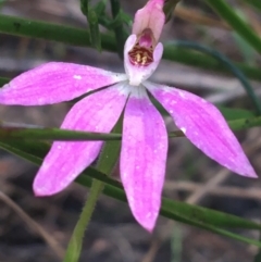 Caladenia carnea (Pink Fingers) at Bungonia, NSW - 31 Oct 2021 by Ned_Johnston