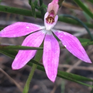 Caladenia carnea at Bungonia, NSW - 31 Oct 2021