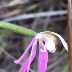 Caladenia carnea at Bungonia, NSW - 31 Oct 2021