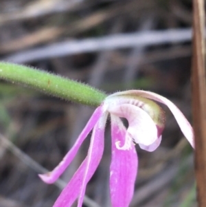 Caladenia carnea at Bungonia, NSW - 31 Oct 2021