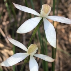 Caladenia moschata (Musky caps) at Bungonia State Conservation Area - 31 Oct 2021 by Ned_Johnston
