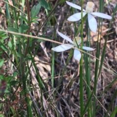 Caladenia moschata at Bungonia, NSW - 31 Oct 2021