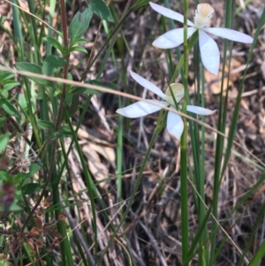 Caladenia moschata at Bungonia, NSW - 31 Oct 2021
