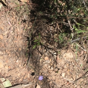 Wahlenbergia stricta subsp. stricta at Bungonia, NSW - 31 Oct 2021