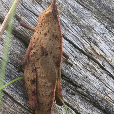 Goniaea australasiae (Gumleaf grasshopper) at Bungonia, NSW - 31 Oct 2021 by NedJohnston