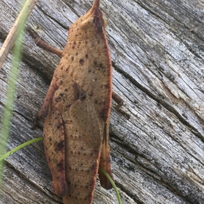 Goniaea australasiae (Gumleaf grasshopper) at Bungonia, NSW - 31 Oct 2021 by NedJohnston