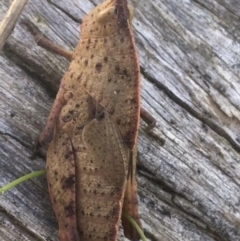 Goniaea australasiae at Bungonia, NSW - 31 Oct 2021 02:38 PM