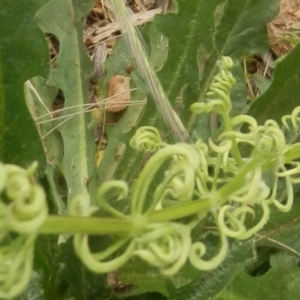 Galium aparine at Dunlop, ACT - 3 Nov 2021