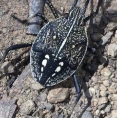 Theseus modestus (Gum tree shield bug) at Bungonia, NSW - 31 Oct 2021 by NedJohnston