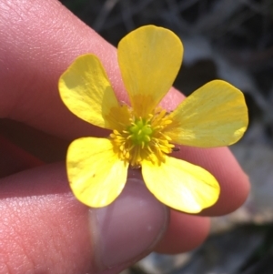 Ranunculus lappaceus at Bungonia, NSW - 31 Oct 2021