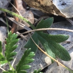 Ranunculus lappaceus at Bungonia, NSW - 31 Oct 2021