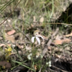 Caladenia moschata (Musky Caps) at Black Mountain - 2 Nov 2021 by DGilbert