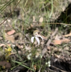 Caladenia moschata (Musky Caps) at Acton, ACT - 2 Nov 2021 by DGilbert