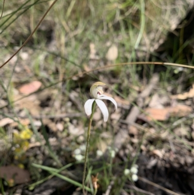 Caladenia moschata (Musky Caps) at Black Mountain - 2 Nov 2021 by DGilbert