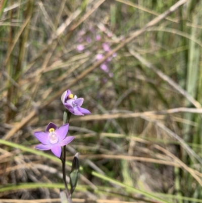 Thelymitra sp. (A Sun Orchid) at Black Mountain - 2 Nov 2021 by DGilbert
