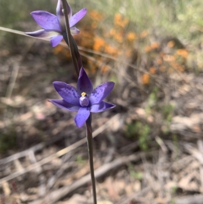 Thelymitra simulata (Graceful Sun-orchid) at O'Connor, ACT - 3 Nov 2021 by DGilbert
