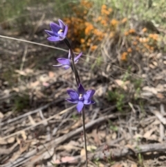 Thelymitra simulata at O'Connor, ACT - 3 Nov 2021