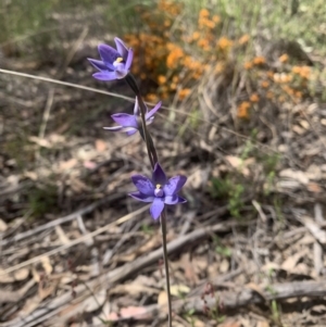 Thelymitra simulata at O'Connor, ACT - suppressed